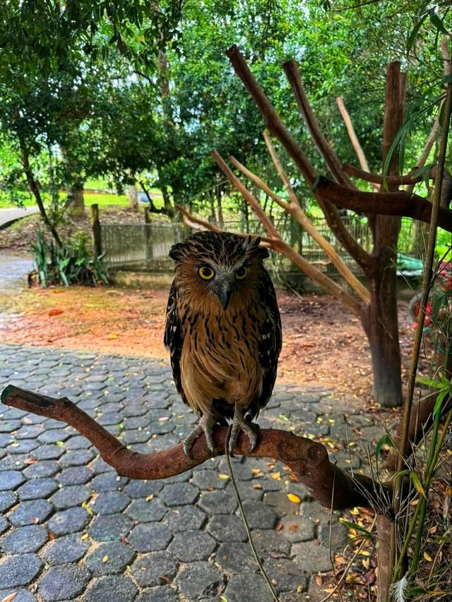 🐾 Wild Encounters in Paradise – Discover Safari Lagoi Bintan