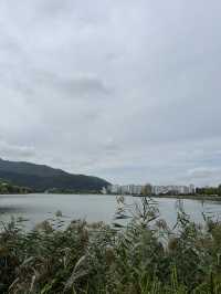가을 감성 가득한 대구 수성못 🌾 반짝이는 호수 옆 갈대밭 산책코스