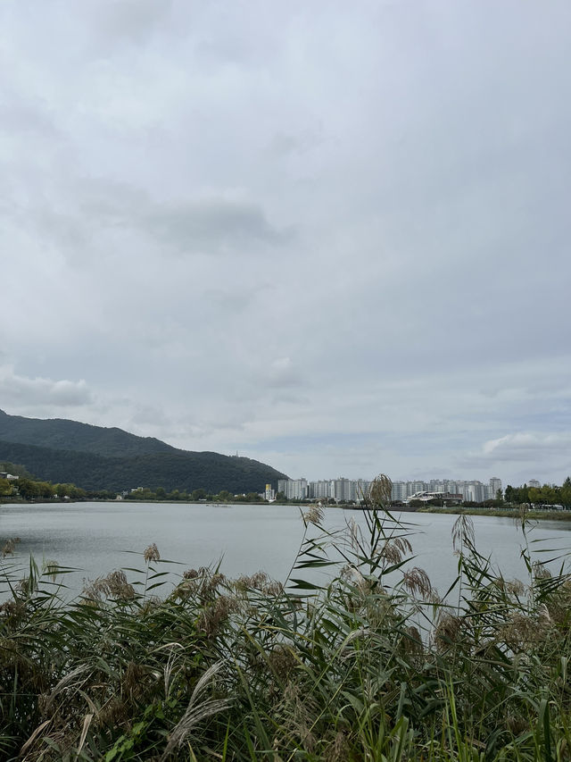 가을 감성 가득한 대구 수성못 🌾 반짝이는 호수 옆 갈대밭 산책코스