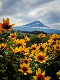 Oishi Park Vibes🌻Trip.Com Day Trip Tour 