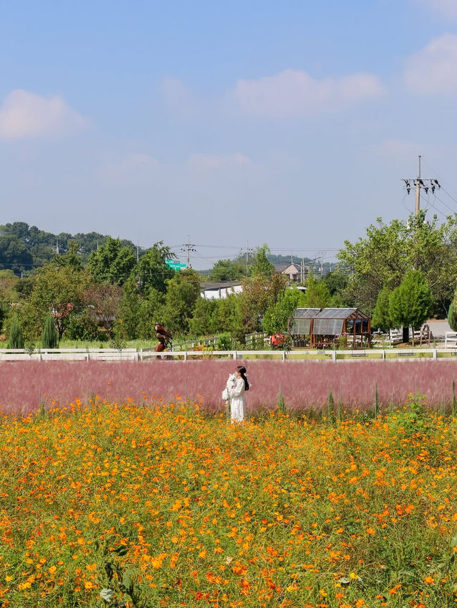 (실시간) 핑크뮬리 가득 물든 청주 카페💖 