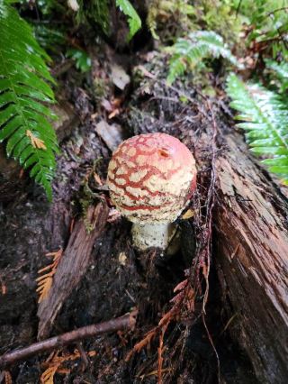 การผจญภัยในป่าเห็ดแฟนตาซีเมเปิ้ลริดจ์🌳