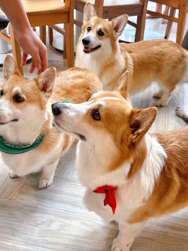 Pet Lover Vibes✨