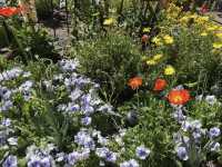 Tucson Botanical Gardens