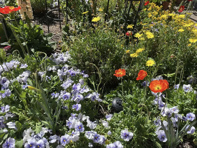 Tucson Botanical Gardens