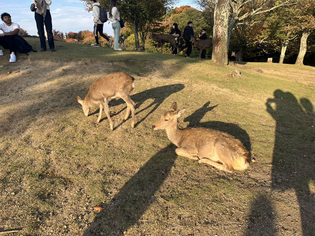 Golden Hills Nara🌅