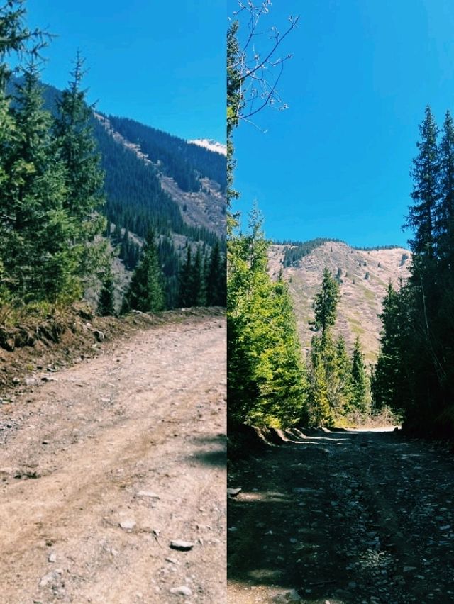 에메랄드빛 호수 위로 솟아오른 나무들의 신비로움 에메랄드빛 호수 위로 솟아오른 나무들의 신비로움