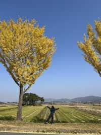 경주 은행나무 포토존 유적지