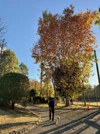 From Leaves to Blooms: Autumn Still Lives Here