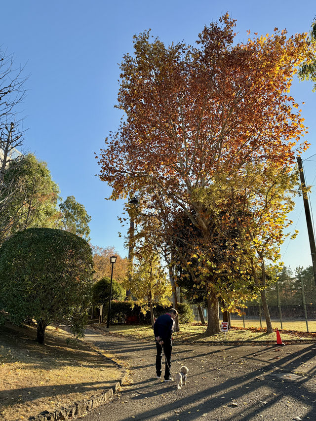 From Leaves to Blooms: Autumn Still Lives Here From Leaves to Blooms: Autumn Still Lives Here