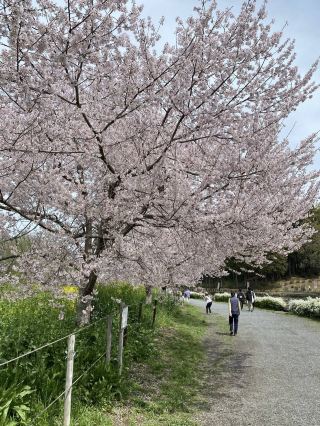 아게오 마루야마 공원.