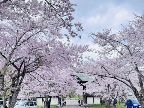 cherry blossom※プロフ確認ページ 2026 Sapporo ] Cherry Blossom Viewing in Sapporo Travel Guide