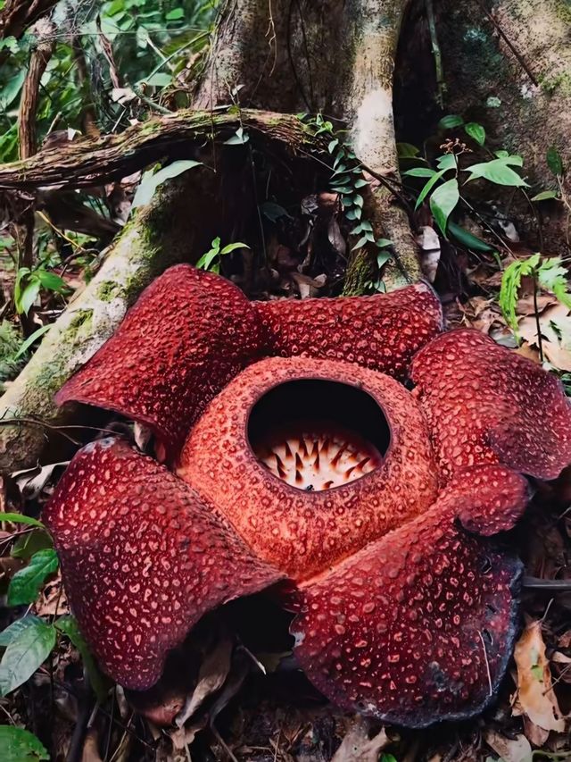 Batu Katak — North Sumatra’s Quiet Jungle Escape 🌿