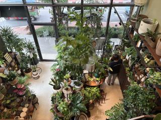 Garden Atlas Ari — A Ghibli Scene in Real Life 🌿 