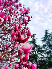 Magnolias: A Reminder of Home