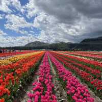 Abbotsford Tulip Festival 🌷 
