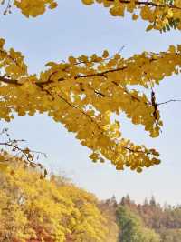 秋日絮語——共青森林公園銀杏漫步記