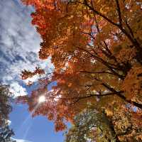 Beautiful Autumn 🍂 in High Park Toronto