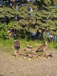🌿 Prince’s Island Park – Calgary’s Peaceful Downtown Oasis
