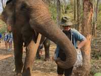 Living Green Elephant Sanctuary in Chiang Mai, Thailand.
