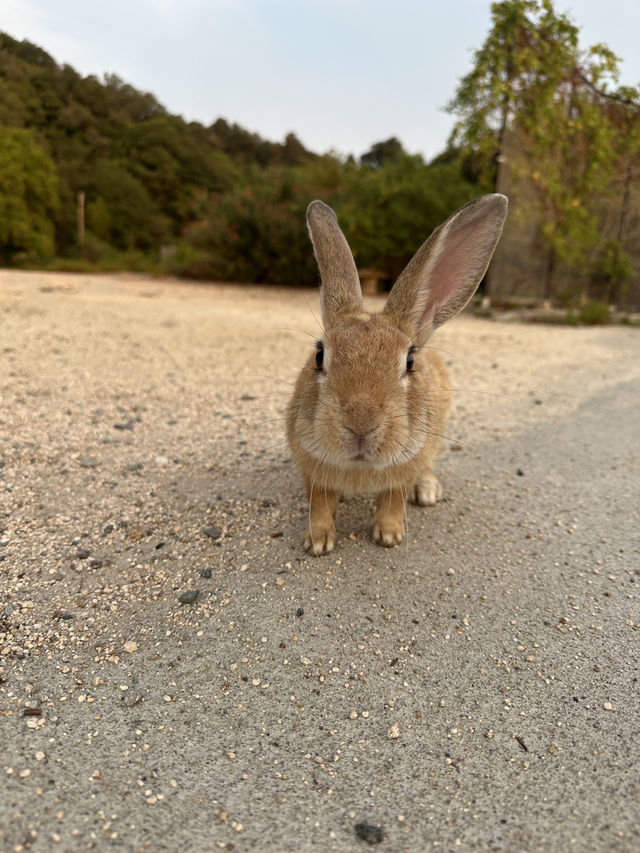 兔奴必遊🐰大久野島探兔仔賞日落🌄