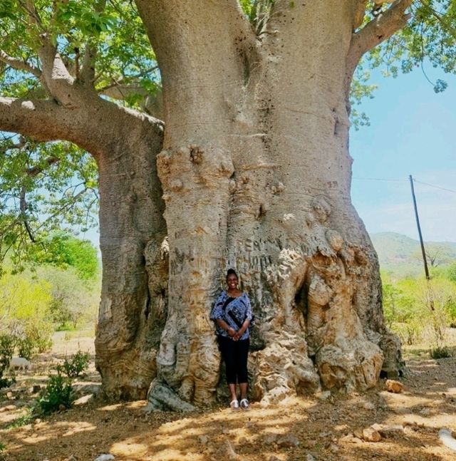 Humongous tree!!