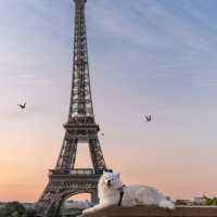 The best viewpoint to see the Eiffel Tower