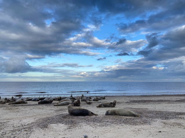 🌊🦭 Nature's Spectacle Along Norfolk's Coast