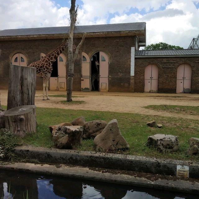 London zoo  