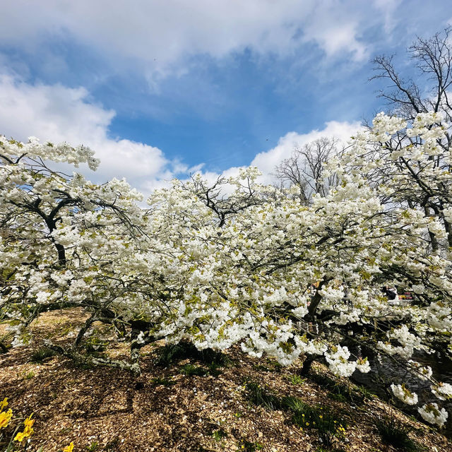 Flower Power: My Bloomin' Fantastic Keukenhof