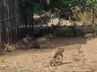 Khao Prathap Chang Open Zoo 🇹🇭