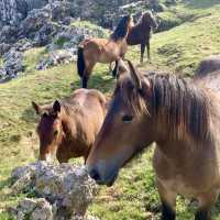 Camino de Santiago: Coastal Route 🌄🚶‍♀️
