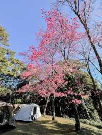 Camping under the cherry tree 🇹🇭 