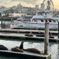 Is Fisherman’s Wharf worth the hype? 💯 Absolutely!  