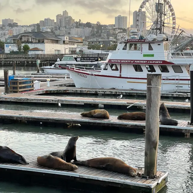 Is Fisherman’s Wharf worth the hype? 💯 Absolutely!  