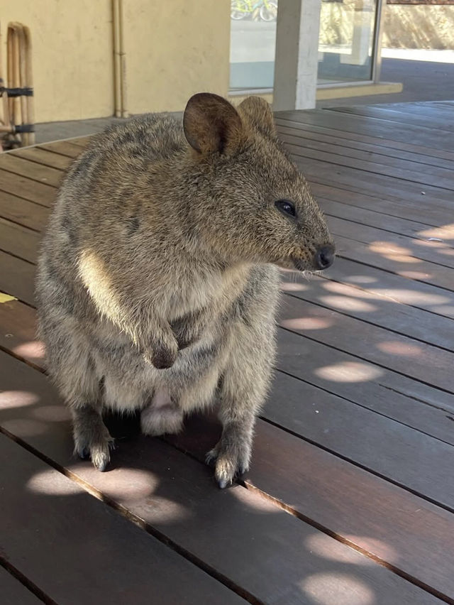 Rottnest Island 🗺️