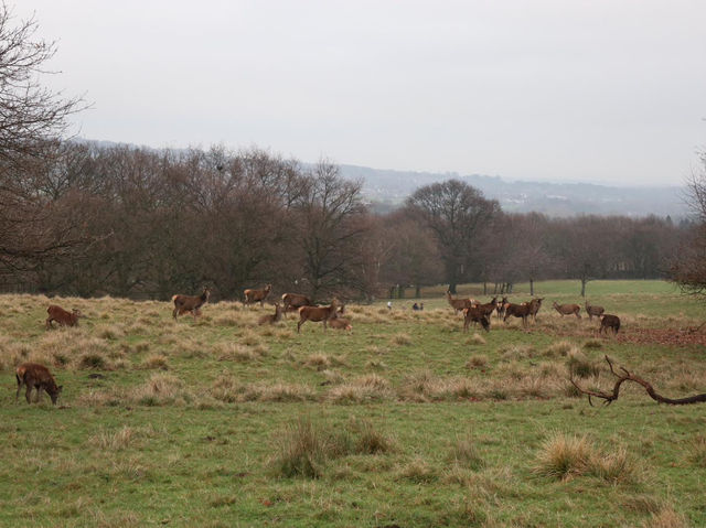 Grazing the land
