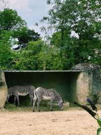 Paris Zoo: A Wild Adventure Theme Park in the Heart of Paris