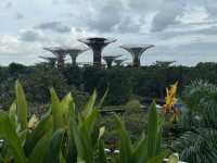Skyline Dreams & Garden Gleams: A Singapore Story
