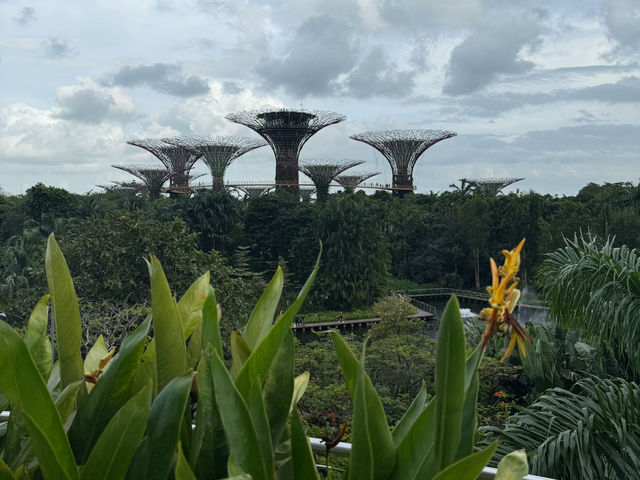 Skyline Dreams & Garden Gleams: A Singapore Story