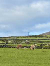 24 hours in Dingle and Killarney 