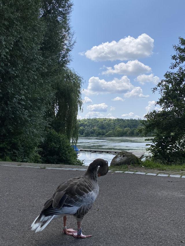 🦆🪿Max-Eyth-See ของดีเมือง Stuttgart✨