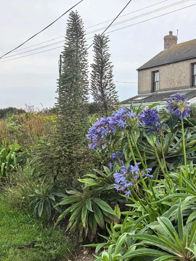 Cornish Coastal Gems Day trip Poryhcurno & Minack, Cornwall