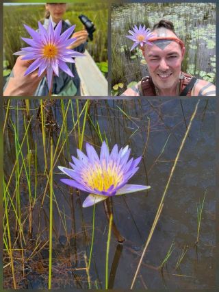 돈강의 노란 수련.