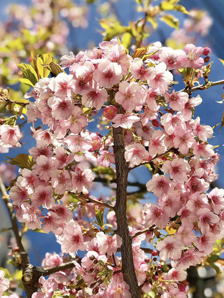 I Was Looking for Sakura in Japan, but Found It in China — and I Don’t Regret It!