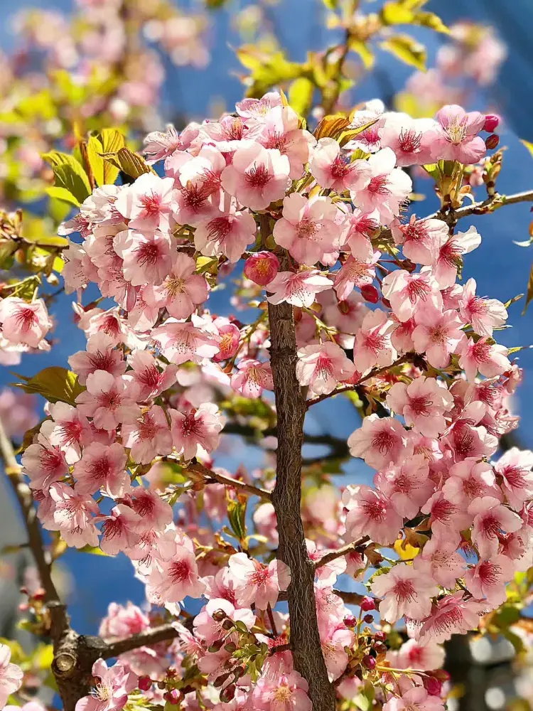 日本で桜を探していたのですが、中国で見つけました。そして、後悔はしていません!