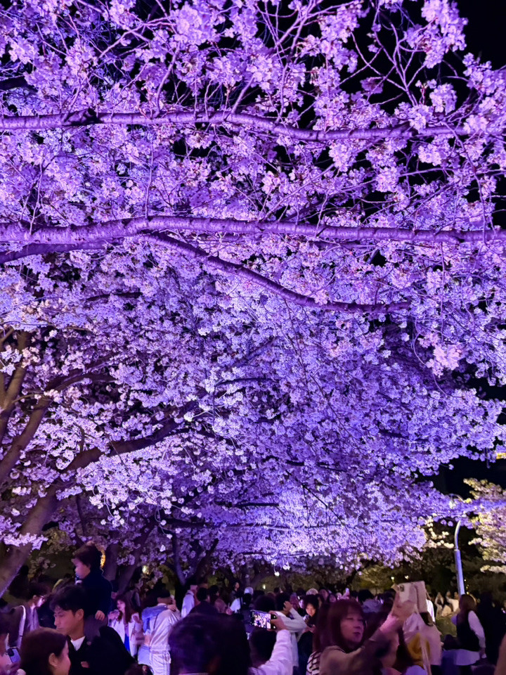 大阪で桜を見るのに最適な場所トップ3 | Trip.com 大阪