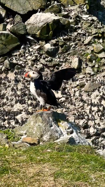 🐧 4-Day Scotland itinerary: Mull, Iona & Staffa Puffins 🌊