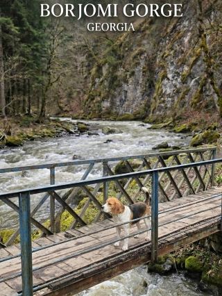 A Spring Stroll Through Borjomi Central Park 🌲💧