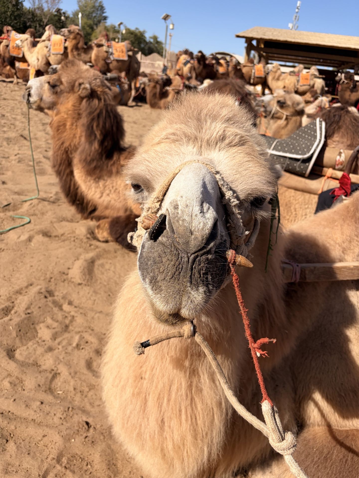 Book your Mingsha Mountain and Crescent Lake tickets on Trip.com and enjoy a great deal on camel riding!